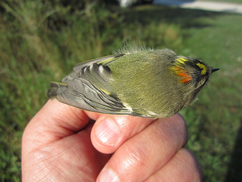 Goldcrest, Sundre 20120829